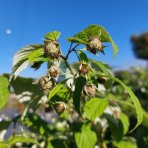 Malina červená (Rubus idaeus) 'WILLAMETTE´ - výška 30-40 cm, kont. C1L